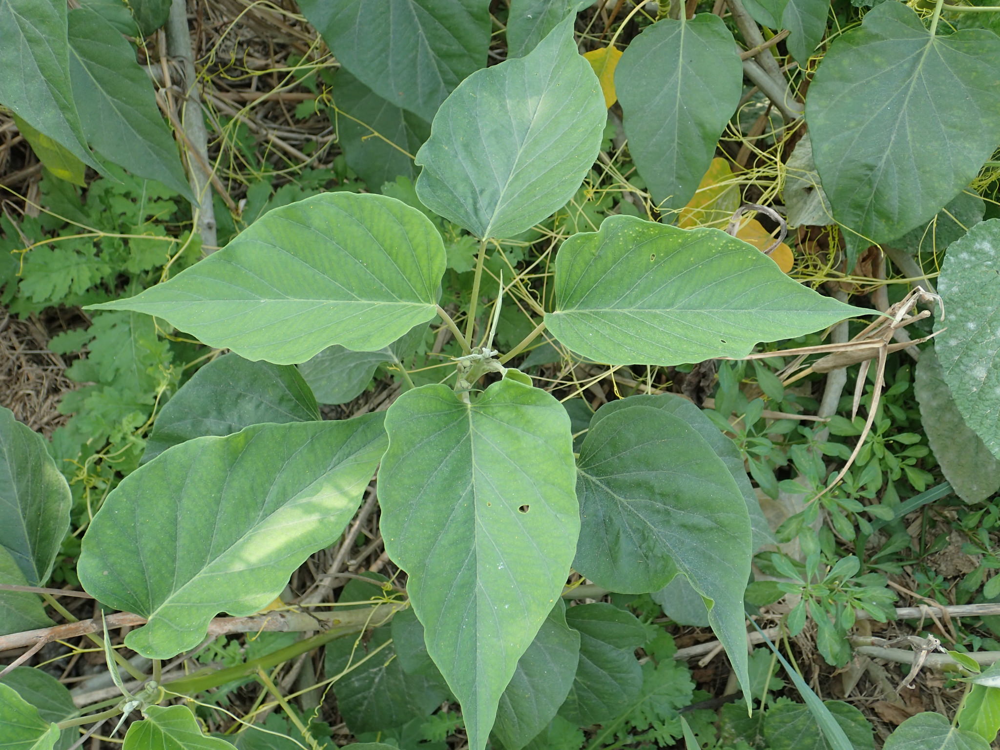 Ipomoea carnea